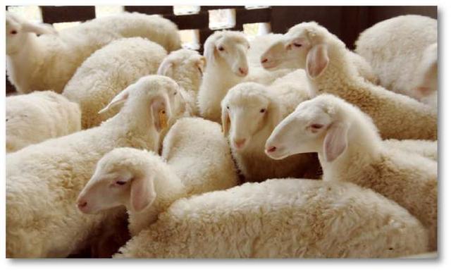 什么是羊肉的12个禁忌（恰饭说最近羊肉降价20）(1)