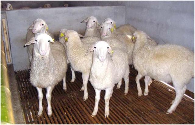什么是羊肉的12个禁忌（恰饭说最近羊肉降价20）(7)