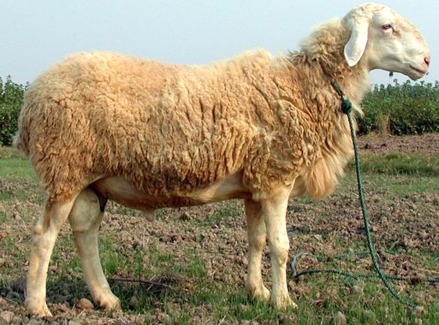 什么是羊肉的12个禁忌（恰饭说最近羊肉降价20）(3)